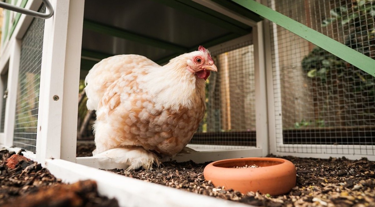 Hübsches Huhn im Hühnerstall