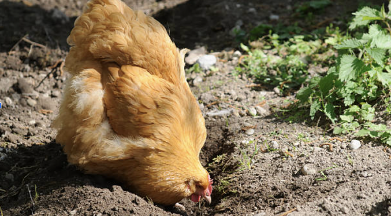 Huhn Kieselgur
