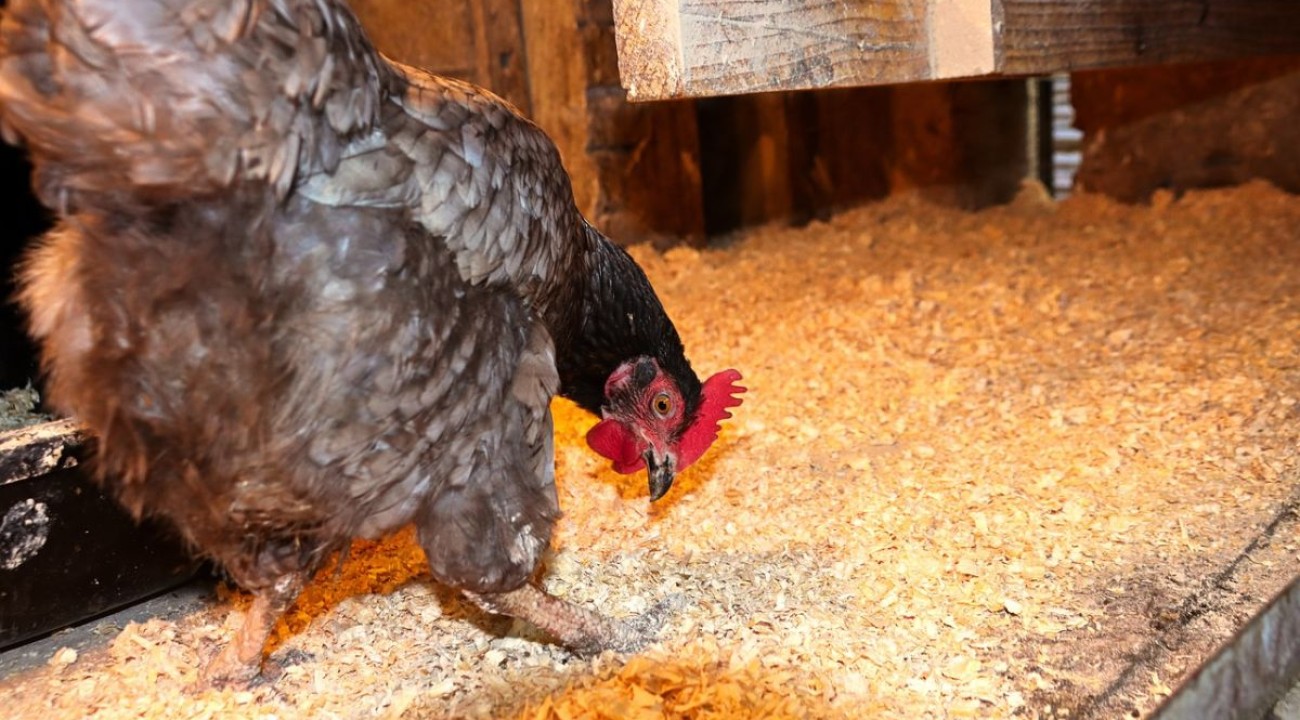 Huhn mit Platz im Stall