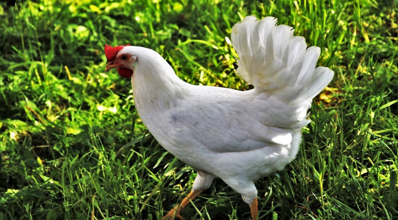 Huhn mit viel Platz draußen auf der Wiese