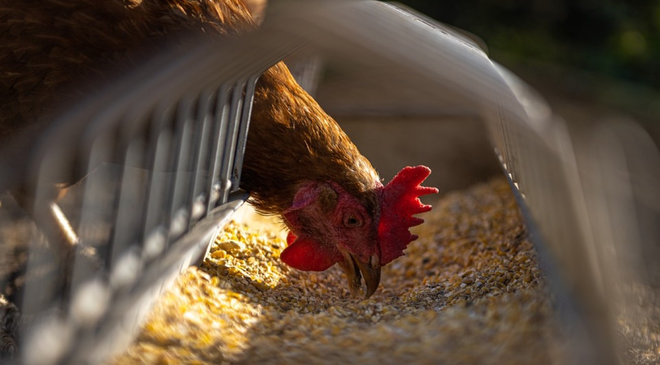 Huhn pickt Körner