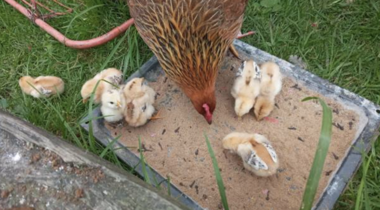 Huhn und Küken futtern Mehlwürmer