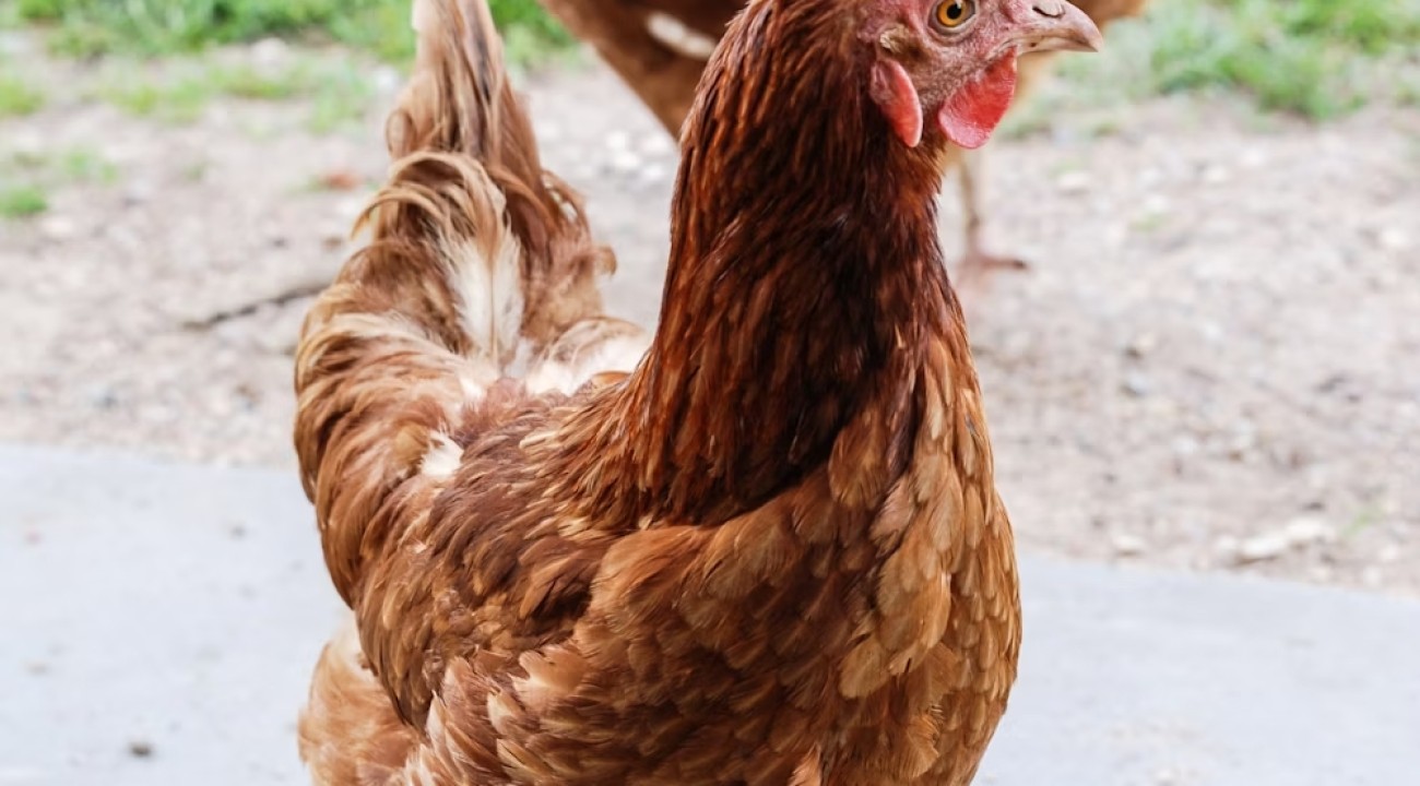 Braune Hühner im Freien