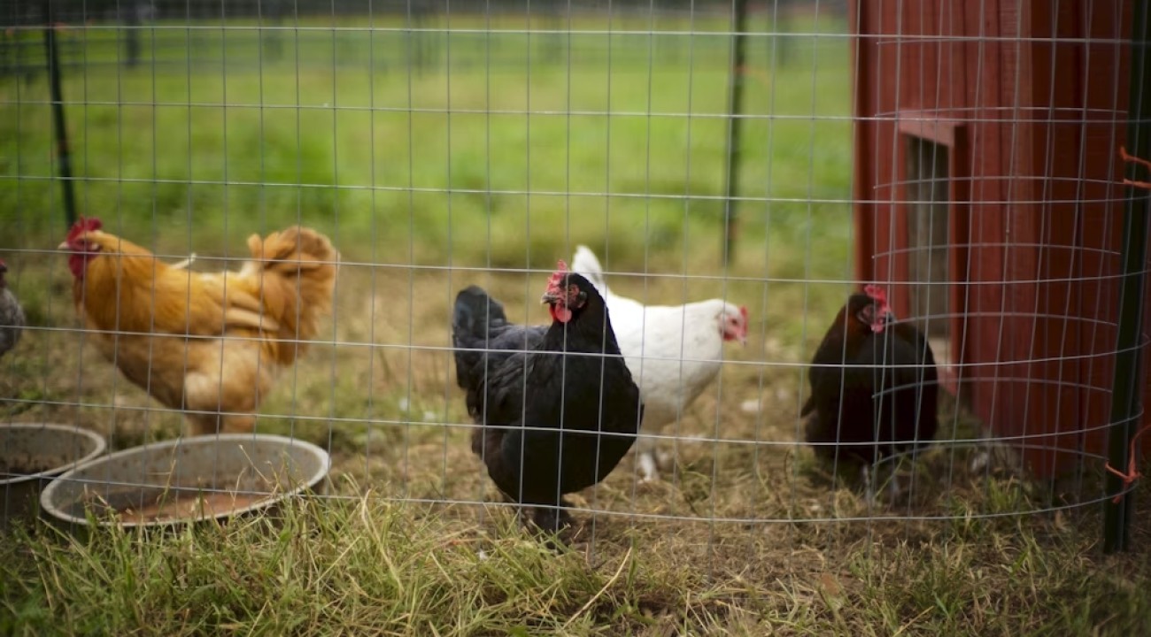 Hühnerschar im Freien