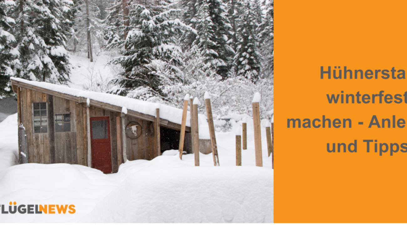 Hühnerstall winterfest machen | Das gibt es im Winter zu beachten