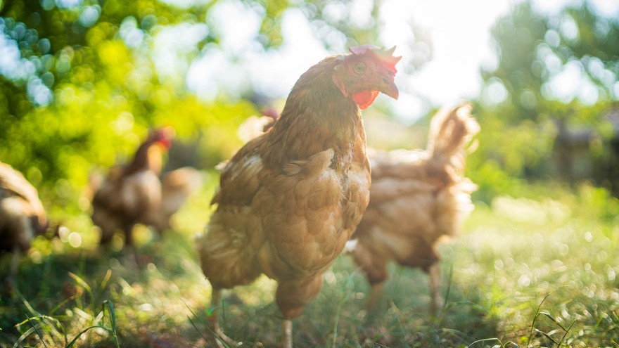 Huhn Österreich Geflügelkongress