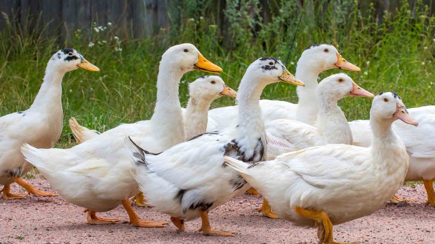 Enten Frankreich