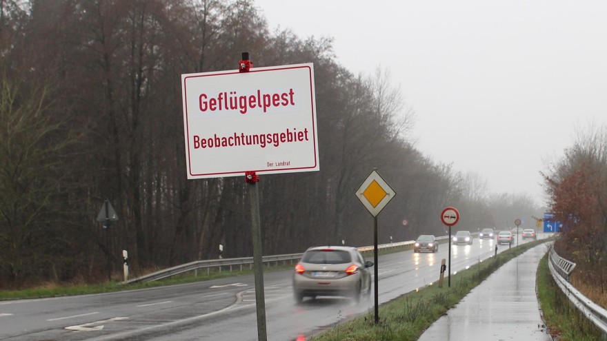 Geflügelpest Grafschaft