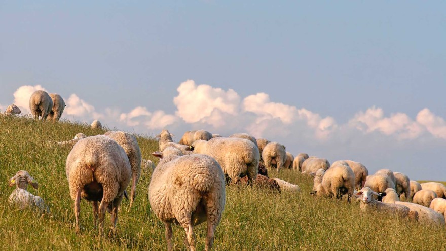 Tierseuchen.Blauzunge