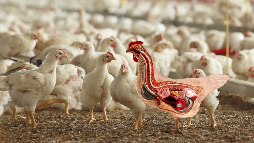Verdauungstrakt Huhn