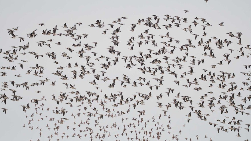Gänse