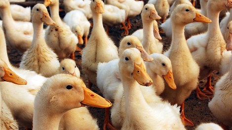 Enten