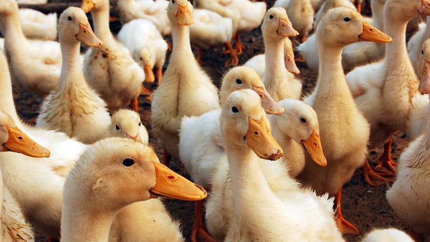 Enten