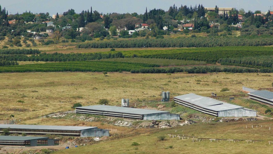Vogelgrippe Israel