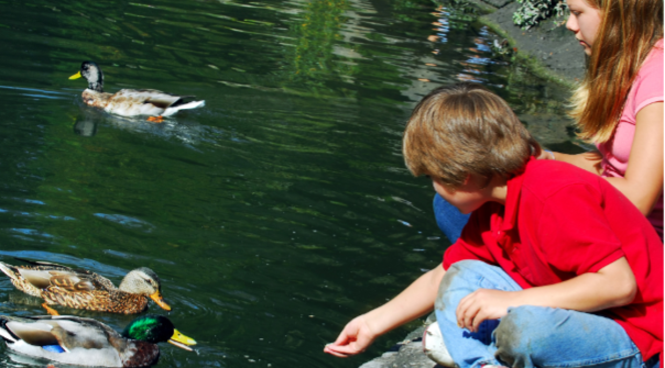 Kinder füttern Enten mit Brot am See