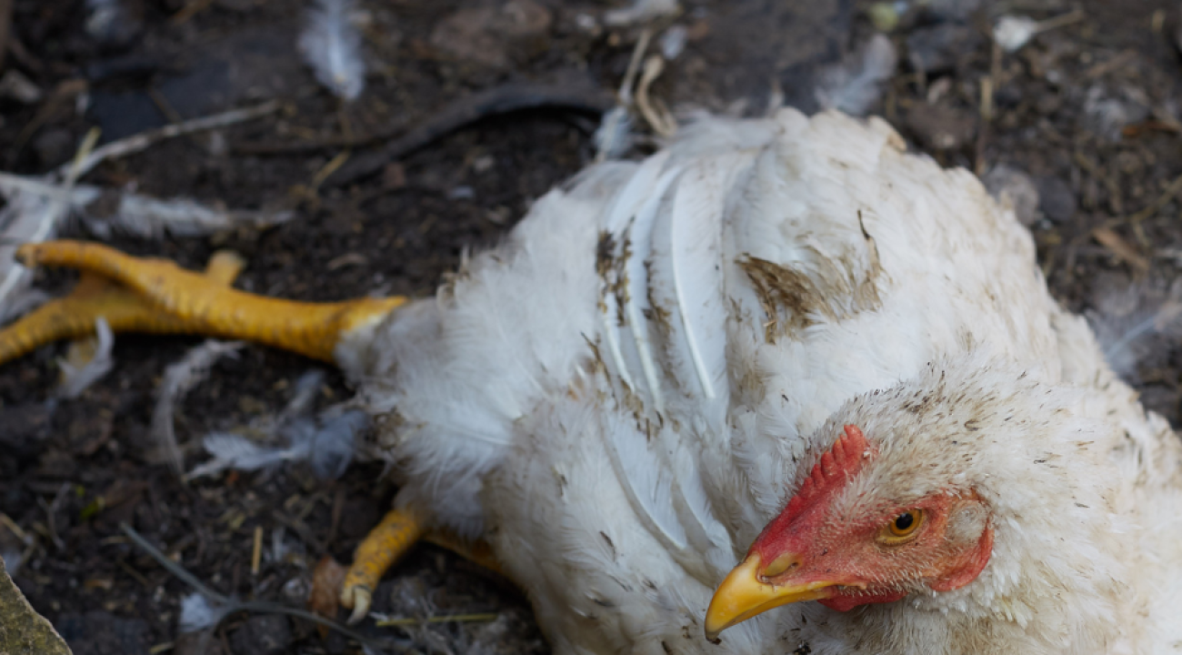 Kokzidien beim Huhn