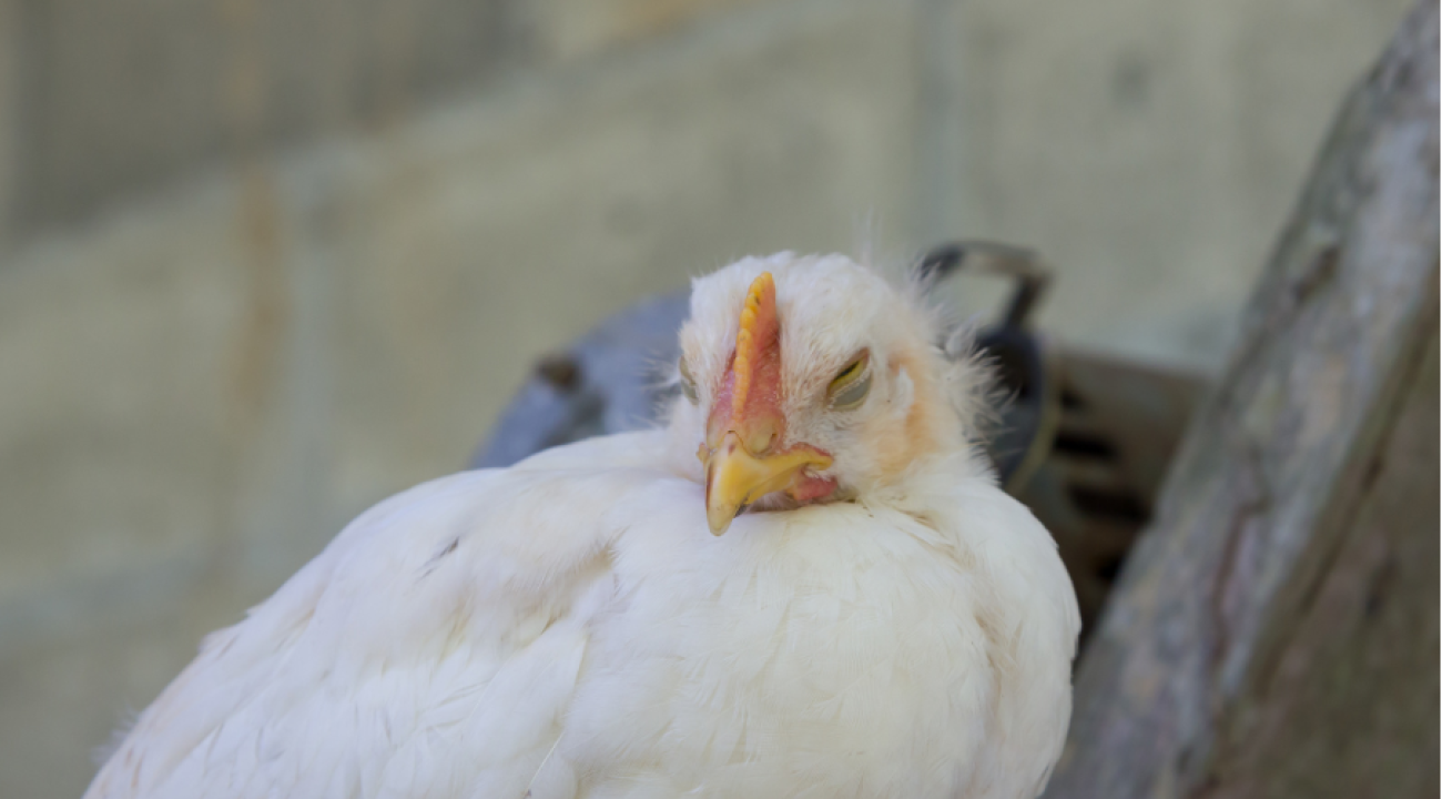 Krankes Huhn