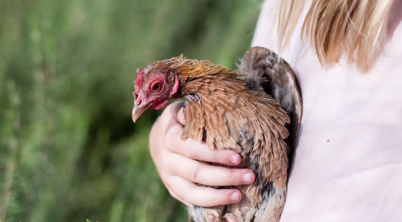 Krankes Huhn - Rote Vogelmilbe