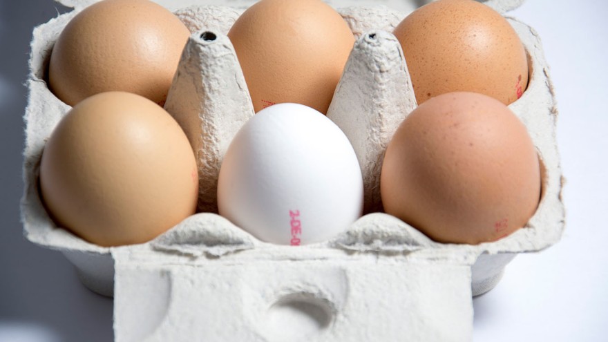 Eier in einer Schachtel