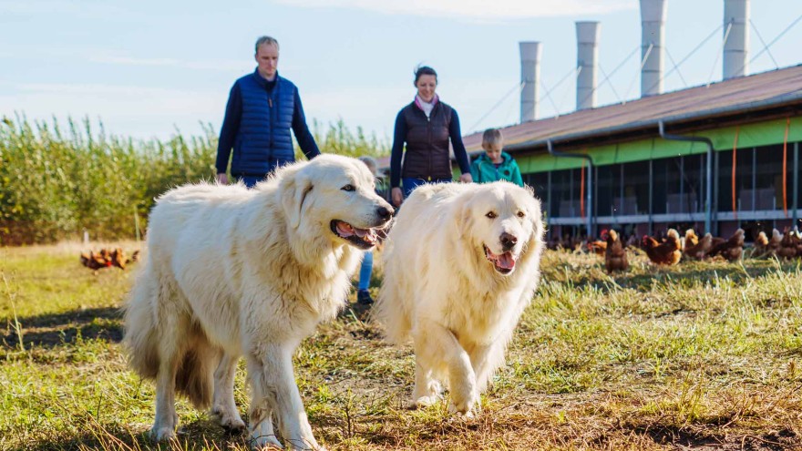Hirtenhunde mit Menschen und Hennen im Hintergrund