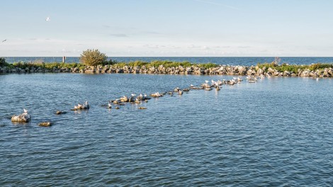 Vogelgrippe NL