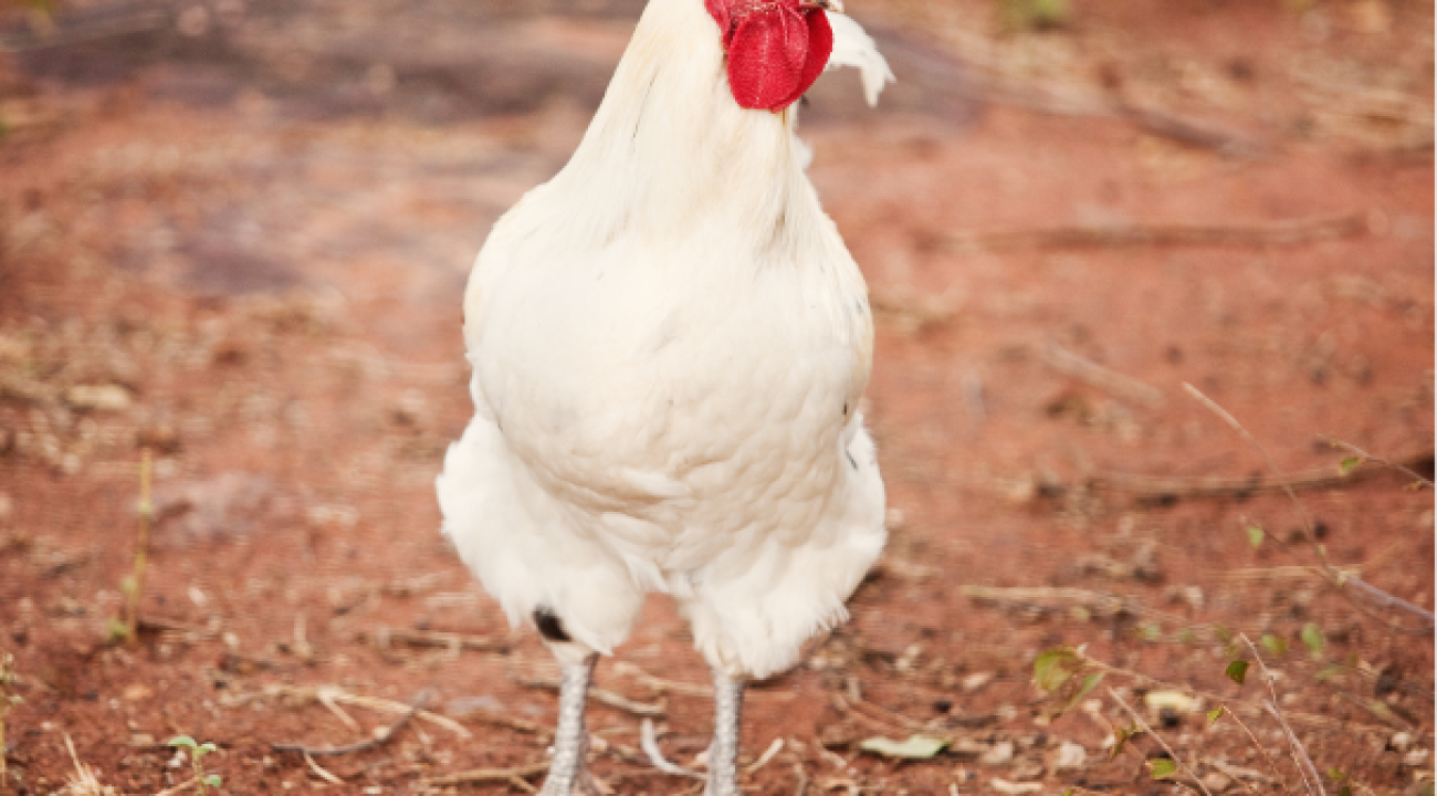 Das Leghorn Huhn | Infos & Steckbrief
