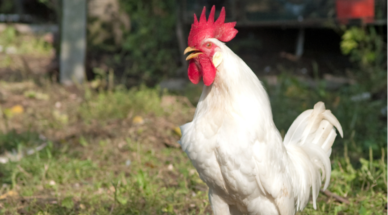 Leghorn Huhn im freien mit roten Kehllappen