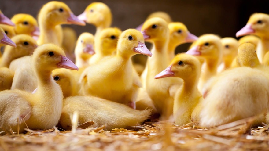 Enten