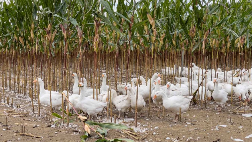 Gänse im Mais
