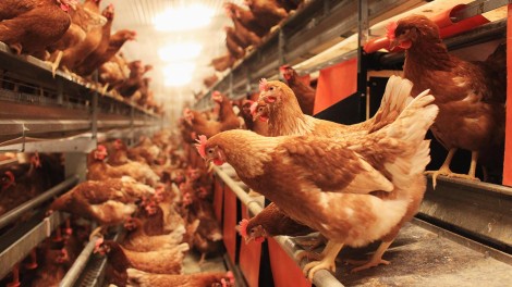 Legehennen Bodenhaltung