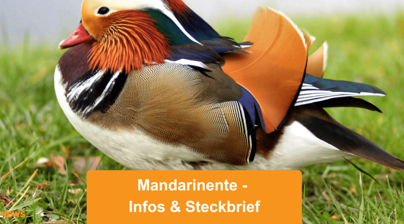 Die Mandarinente | Infos & Steckbrief