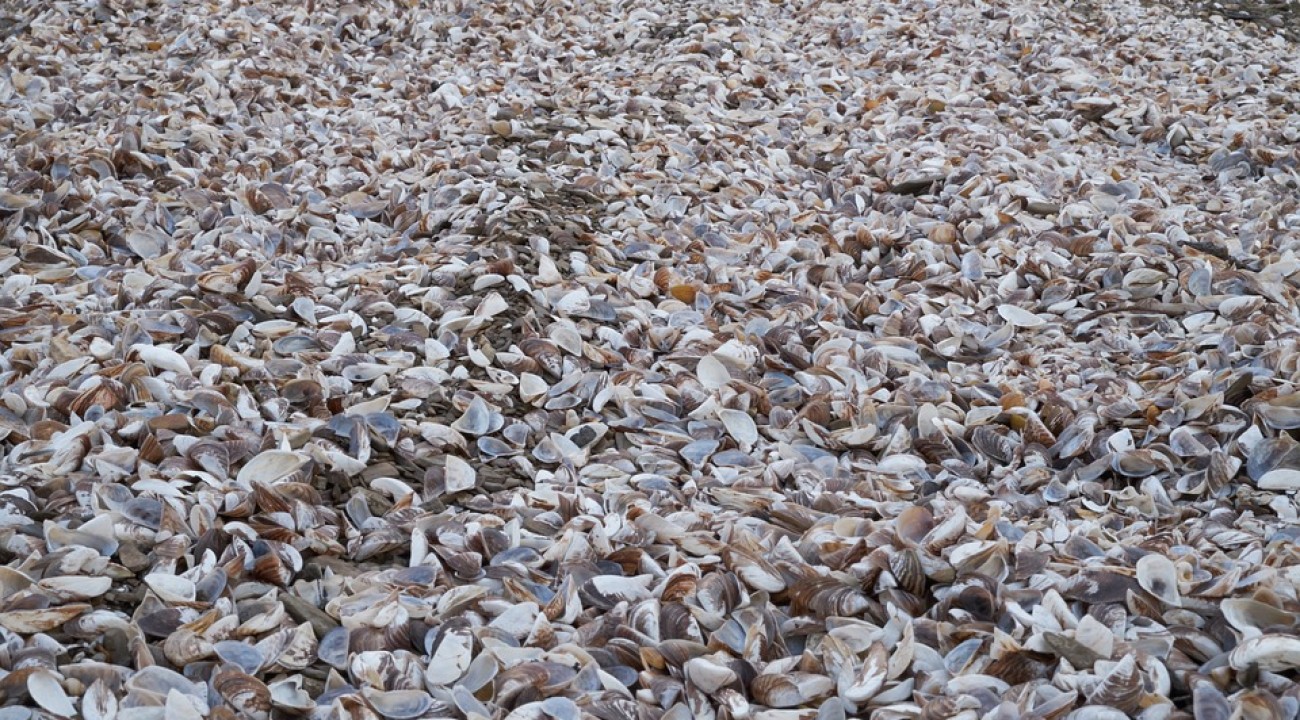 Muschelkalk für Hühner