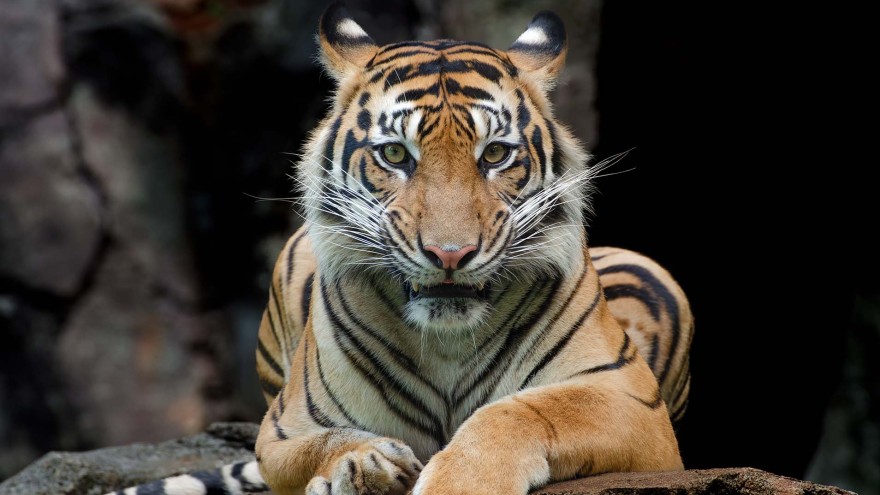Sumatratiger