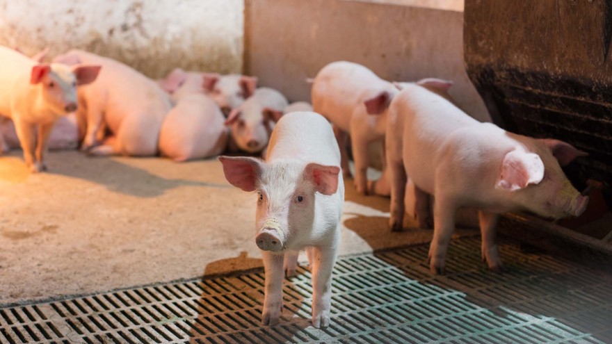 Schweine Ferkel Haltung