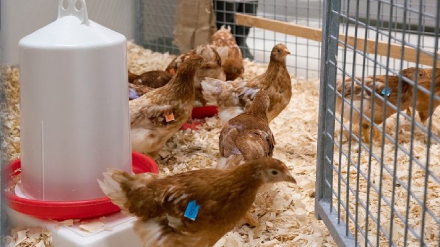 Test Vogelgrippe