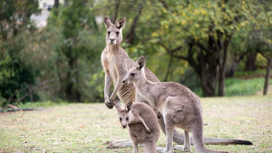 Australien Känguruh