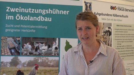 ÖkoTierzucht gGmbH über die Nachhaltigkeit der Zucht von Zweinutzungshühnern