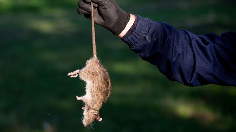 Tote Ratte