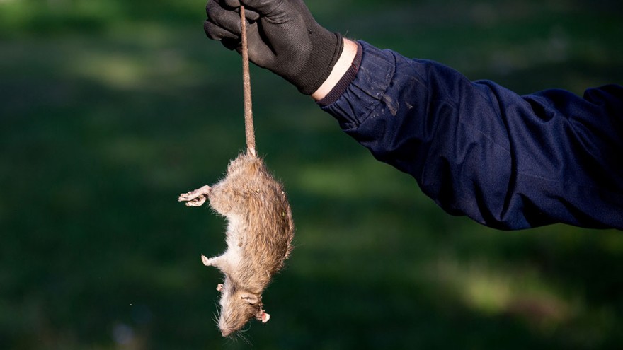 Tote Ratte