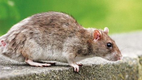 Ratte