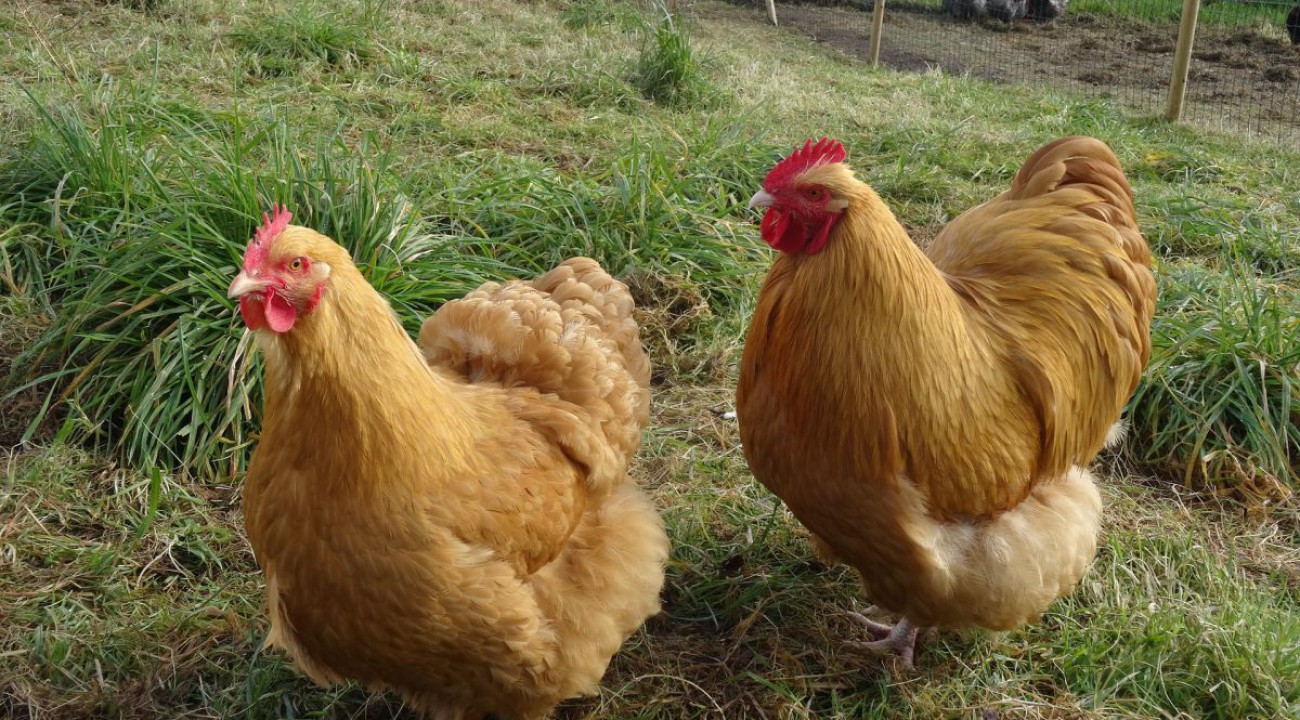 Das Orpington Huhn | Ein Zweinutzungshuhn mit hoher Legeleistung