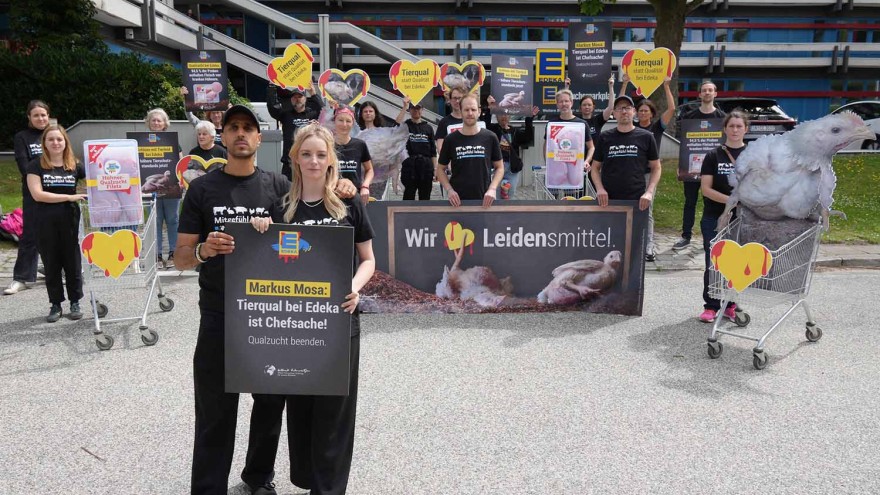 Masthähnchen Tierschützer