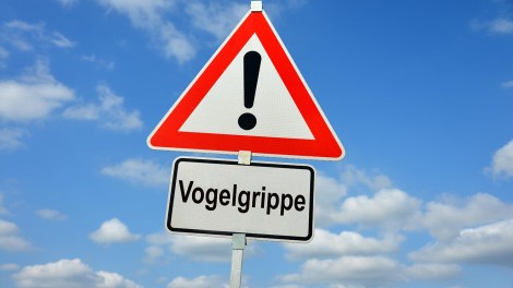 Warnschild Vogelgrippe