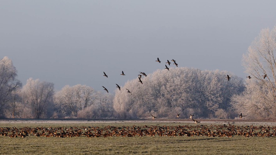 Wildgänse