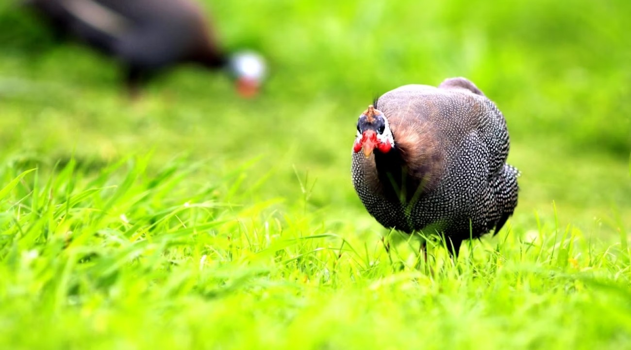 Perlhuhn draußen in der Natur