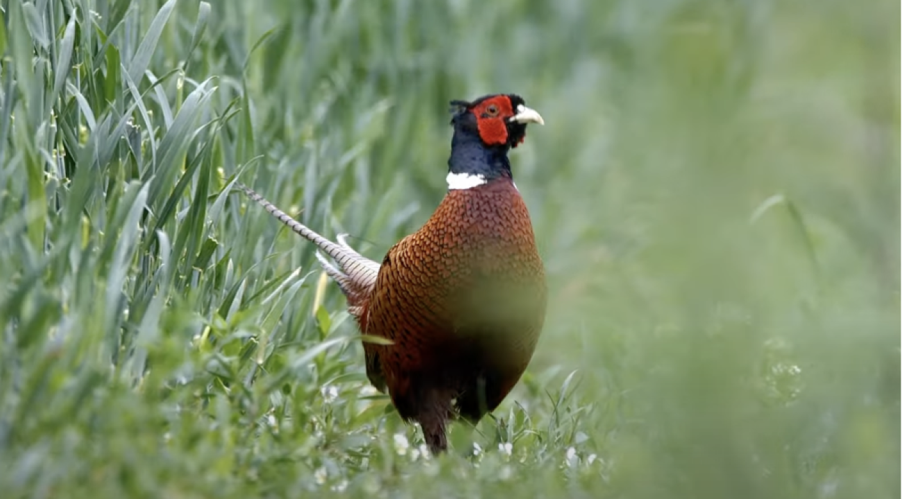 Fasane (Phasianus colchicus) | Infos & Steckbrief