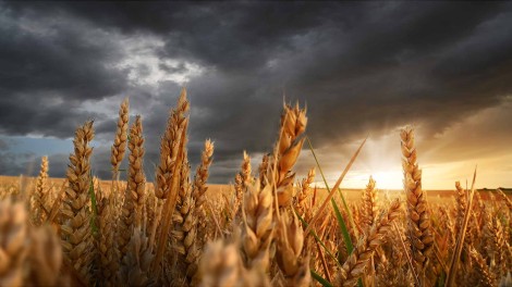 Welternährungstag, Getreidefeld vor Sonnenuntergang