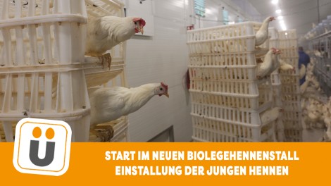 Junghennen einstallen
