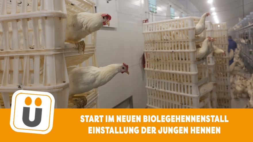Junghennen einstallen