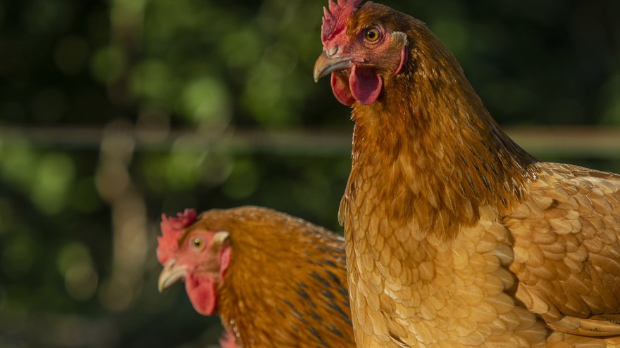Huhn im Porträt